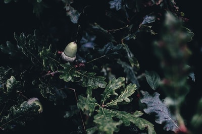 特写的照片绿色有叶子的植物
